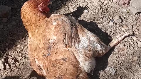 Que belezinhas , são muito fofa e 🥰