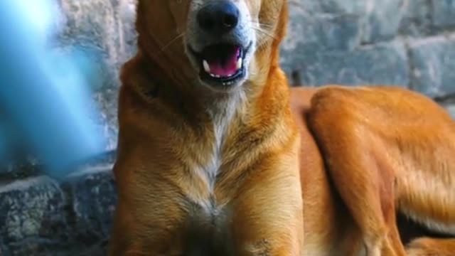 Dogs