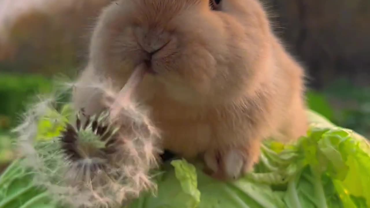 The sound of the little bunny eating dandelions is so relaxing.