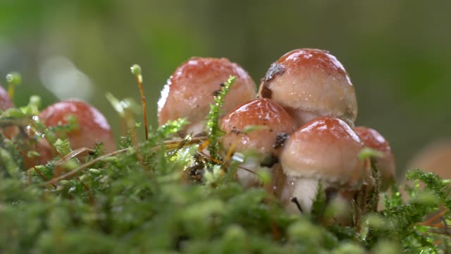 mushrooms tracking shot