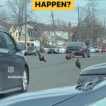 TURKEY PARADE OR INVASION?!!