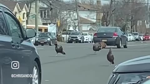 TURKEY PARADE OR INVASION?!!