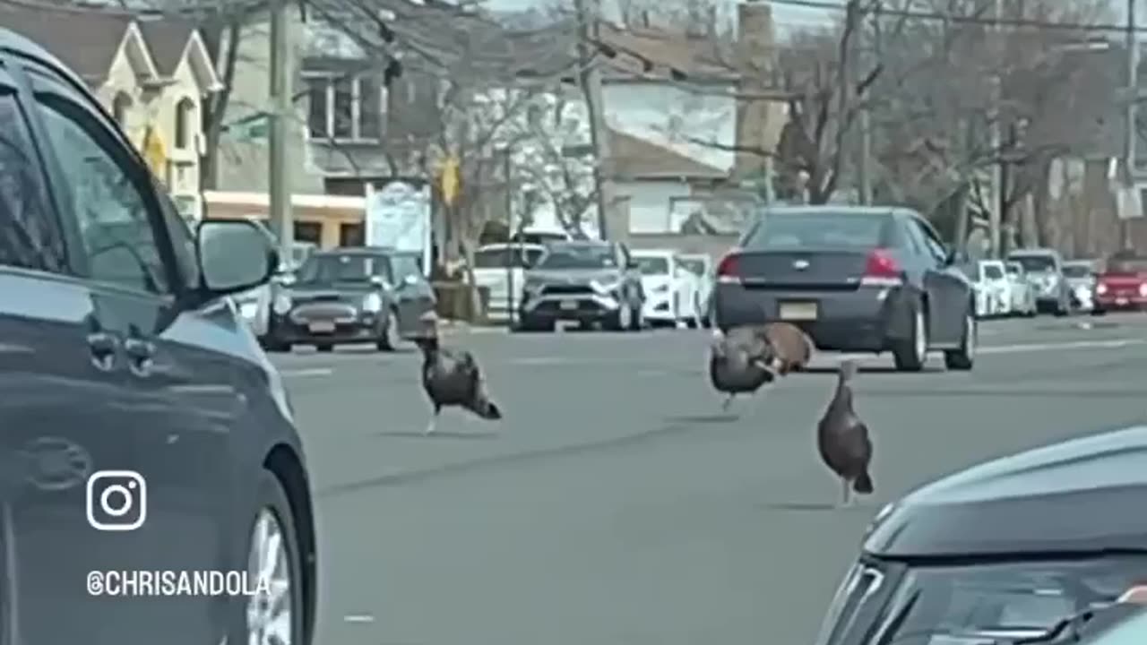 TURKEY PARADE OR INVASION?!!