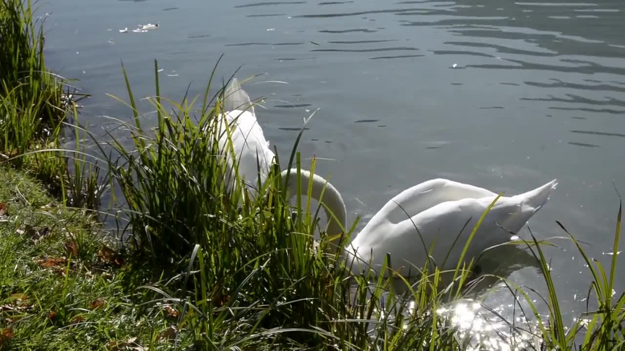 Swans Animal Creature Water Bird White Swan