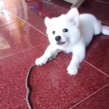 CUTE BABY DOG BARKING❣️