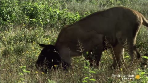 Unusual Bond: Baby Wildebeest Finds Surrogate Mother in Lioness