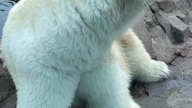 Polar bear up close
