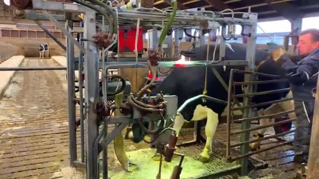 Pretty Cow - Automatic Cow Farming Technology That's Saving Farmers A fortune!