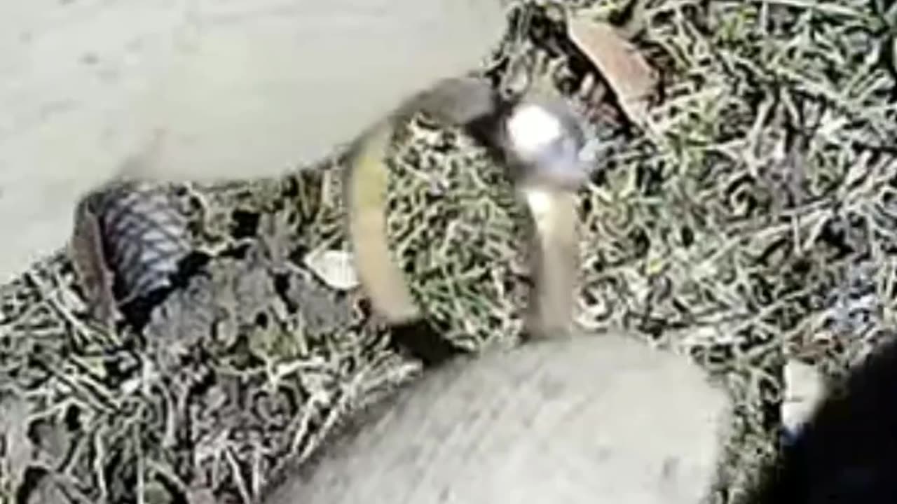 Ring in the Dirt