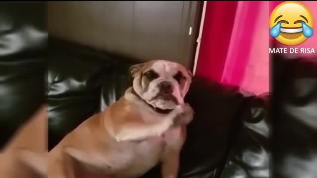 GAMER DOG!!! HOW DID HE DO THAT??