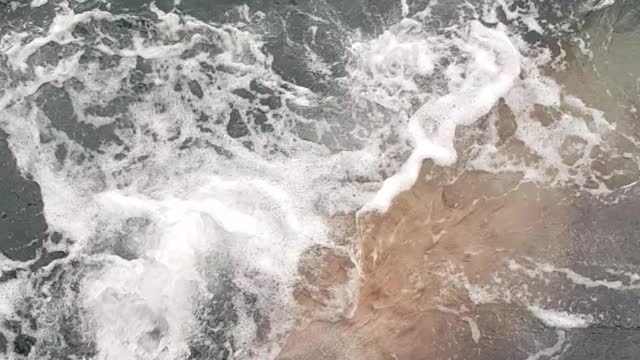 Sea Lion Lunges out of Water for Fish