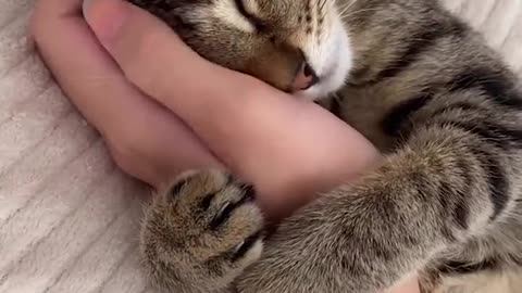 Cat sleeping