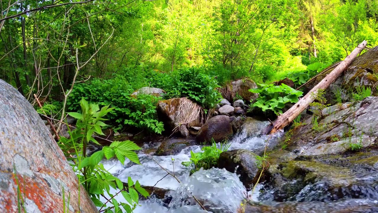 Morning forest sounds - Magnificent birds Chirping