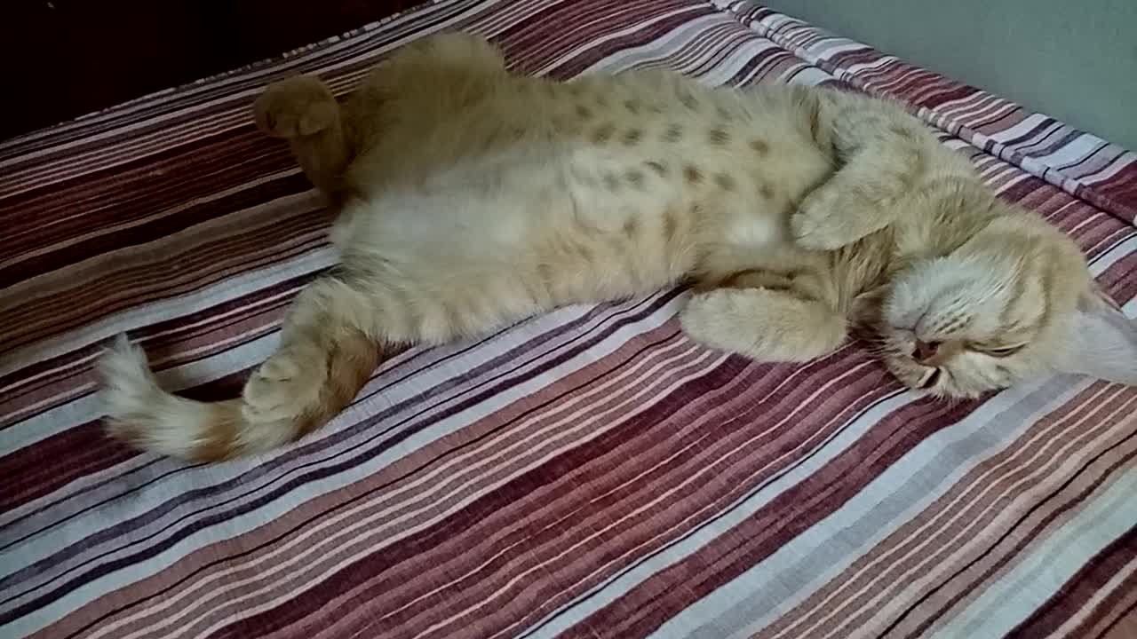 My cat sleeping as tension free