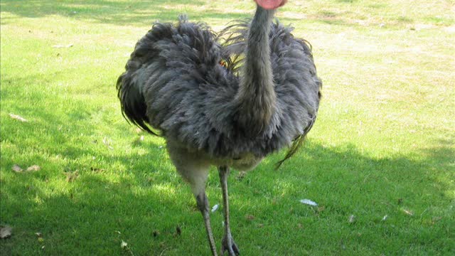 ABIF and the Old Man Emu