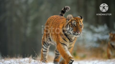 A large young female Siberian (Panther) runs slow motion on camera 📸