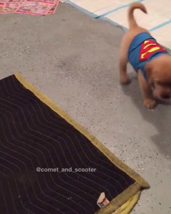 Batman vs. Superman: Edición cachorros de Halloween