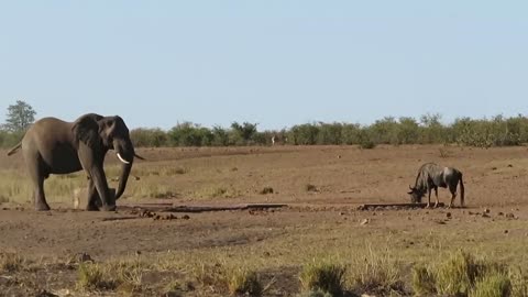 Elephant vs wildebeest