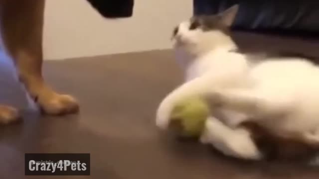 Funniest Video of Cat and Dog