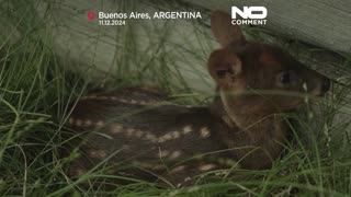 NO COMMENT: Raro nacimiento de uno de los cérvidos más pequeños del mundo en Argentina