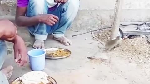 Mouse Steals Bread From Man's Plate