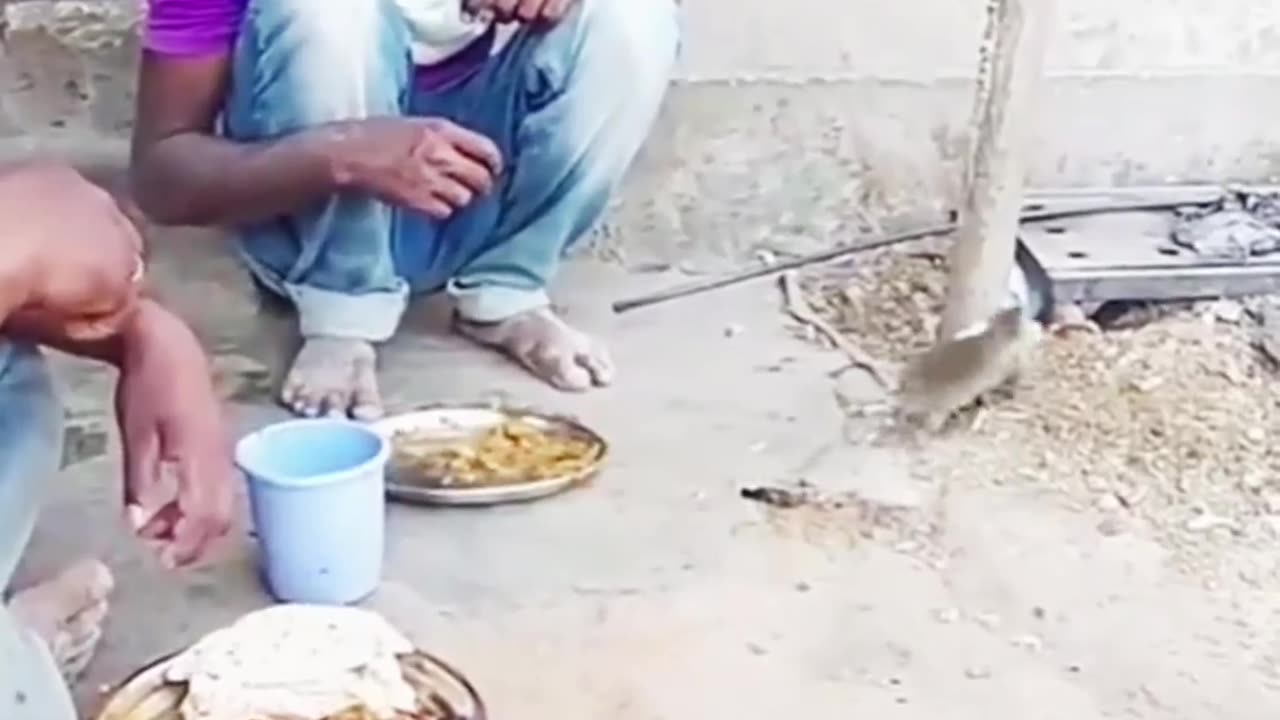 Mouse Steals Bread From Man's Plate