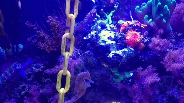 Seahorse tank 4/2022