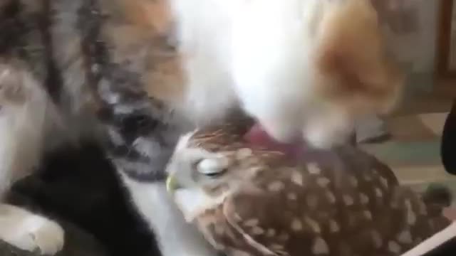 KITTEN TALKS TO OWL TO GET CLEAN