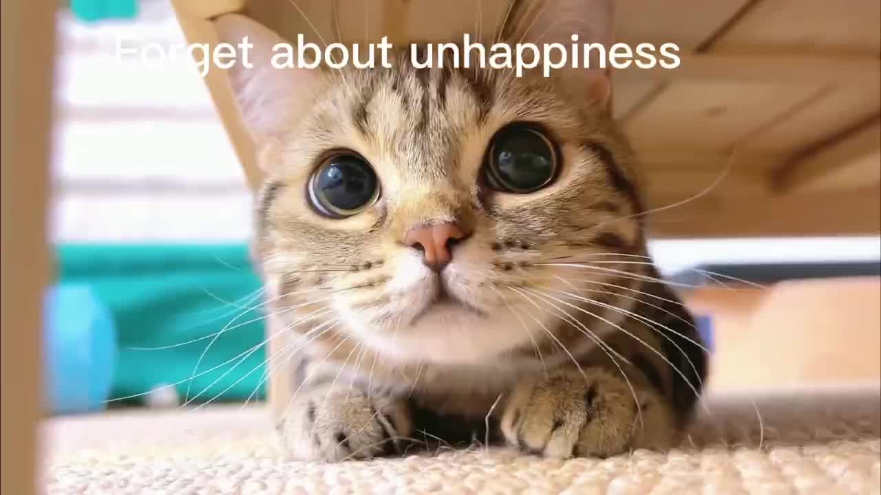 Watch the video of the kitten once a day to eliminate all negative emotions