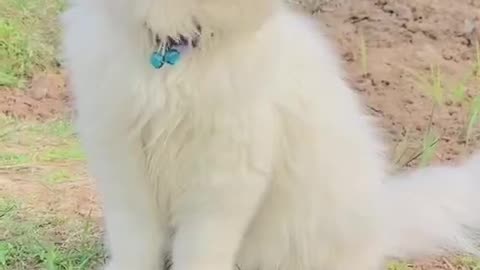 Cute and funny cat video.