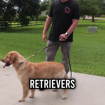 Meet Sunny, the 1 Year Old Golden Retriever