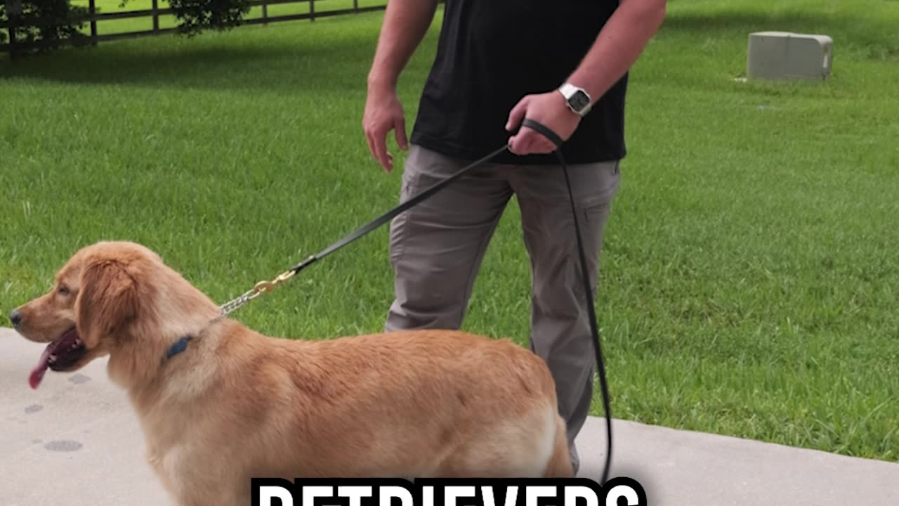 Meet Sunny, the 1 Year Old Golden Retriever