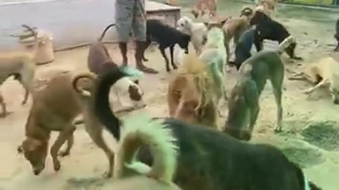 Feeding Injured Dogs | Stray Dogs are Sukoon | Aashiyana by Naman | Animal Recovery Shelter |