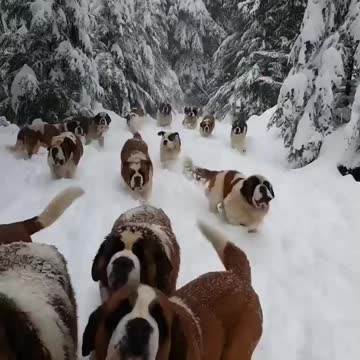 Group of dogs