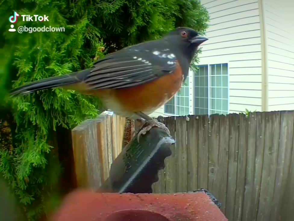 Bird and Squirrel Visit the Same Spot with Rat Trap and Bird Kicks the Trap Out of the Way!