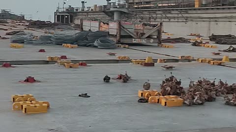 cargo career, views