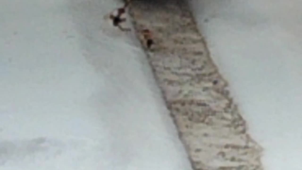 Ants hard at work