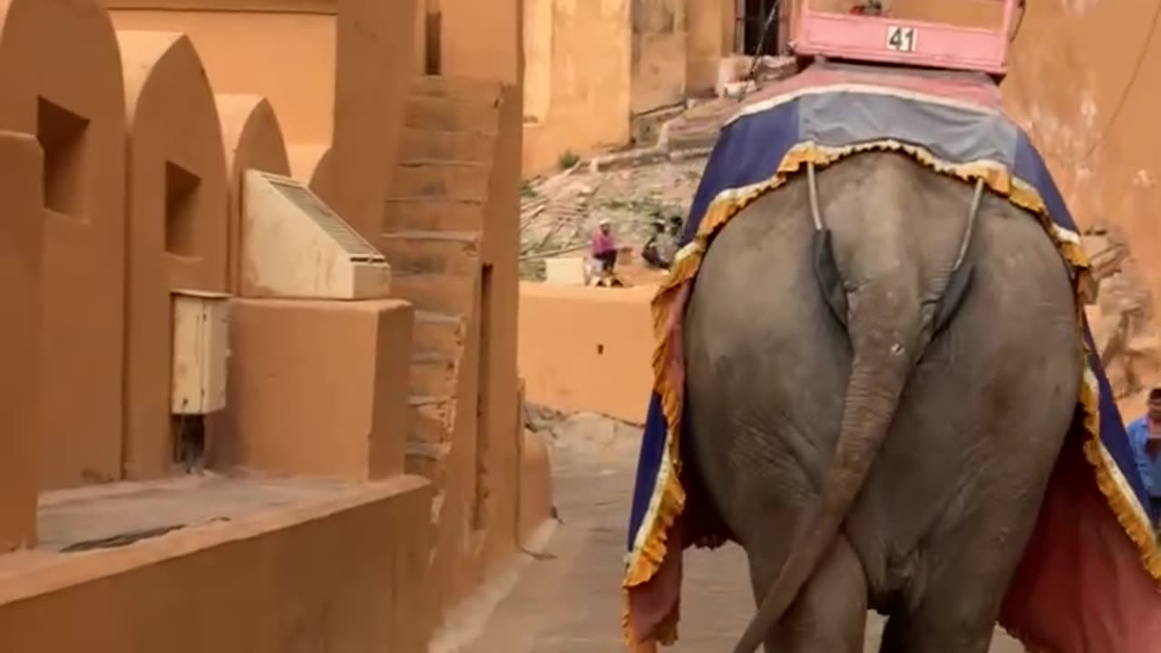 Love nature Jaipur video