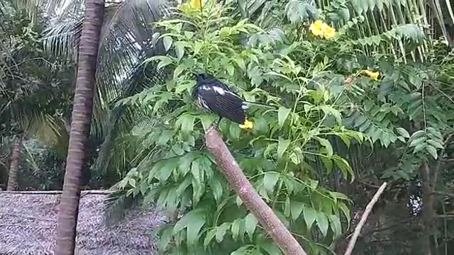 bird drying feathers