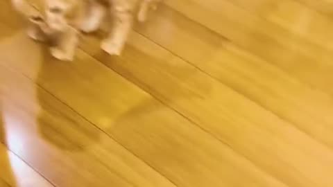 Cute and funny cat video.