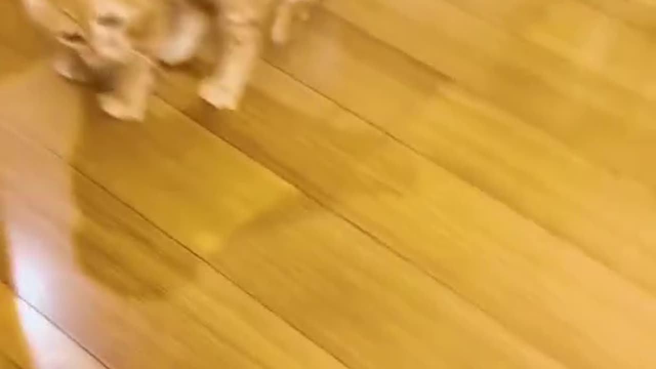Cute and funny cat video.