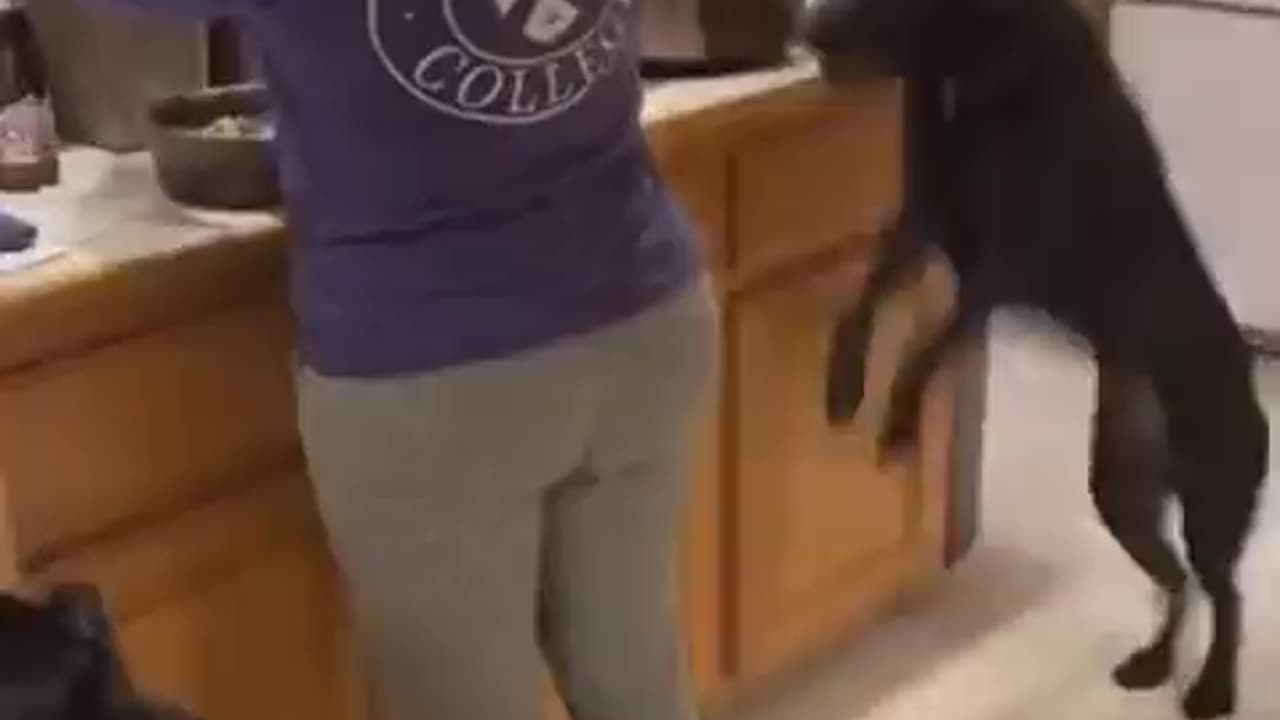 Dogs got crazy?