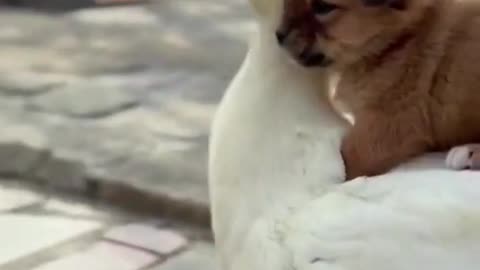 Dog and Puppy friendship video