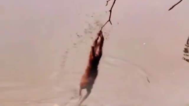 Funny Monkey video I monkey attitude video