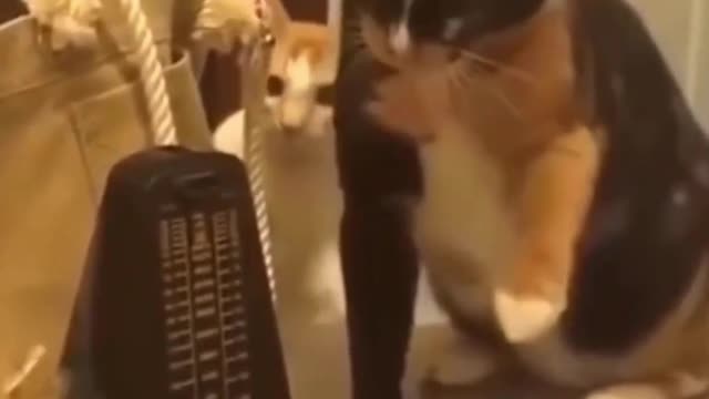 Cat vs Metronome, curious but cautious cat checks out Metronome