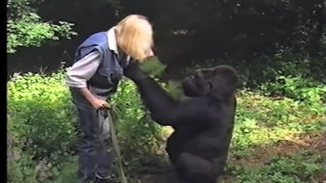 A conversation with Koko