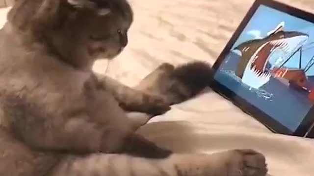 Nice cat with tablet😍🤣🤣❤️❤️❤️❤️