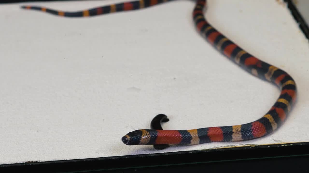 WHAT IF THE MILK SNAKE SEES LEECH? LEECH VS MILK SNAKE [Live feeding!]-20