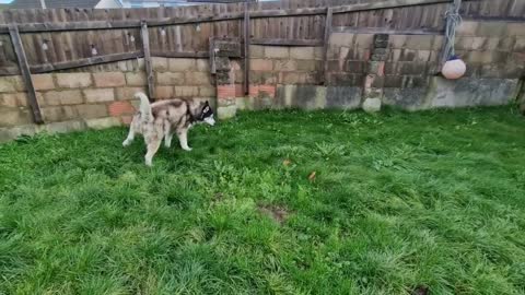 The Floor Is Lava! Husky Totally Falls For It!