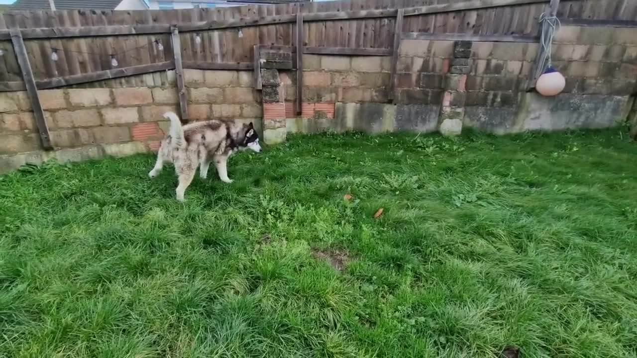 The Floor Is Lava! Husky Totally Falls For It!